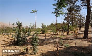 بازدید اصحاب رسانه از روند انجام عملیات احیای چیتگر 41