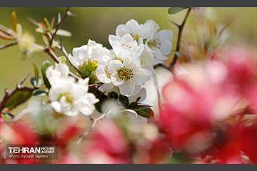 روز طبیعت در منطقه ۵ 48