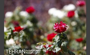 بوستان پدر 7