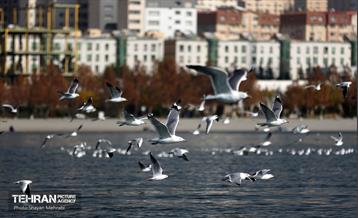 کوچ پرندگان مهاجر به دریاچه شهدای خلیج‌فارس 20