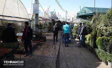 بازار گل محلاتی  12