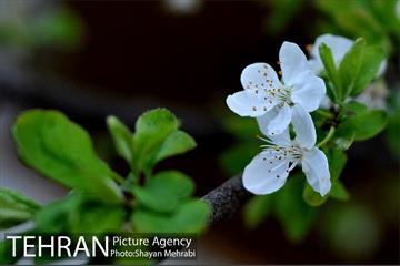 شکوفه های بهاری در پایتخت 11