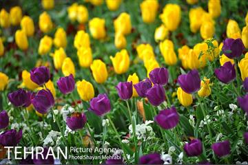 رویش گل لاله در پارک شهر 21