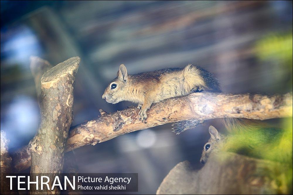 باغ وحش ارم 35