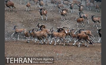 پاییز در میشه زار بوستان جنگلی چیتگر 14