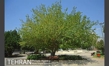 بوستان بسیج 38