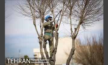 آغاز فصل هرس درختان- 3