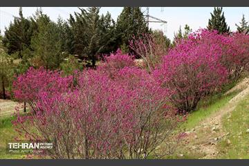 بهار ارغوانی 10