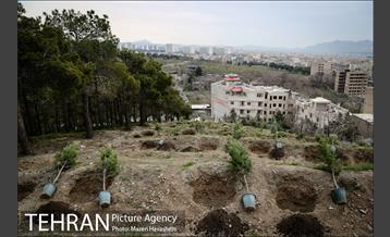 آیین غرس پنچ هزار اصله نهال در اراضی جنگل لویزان 3