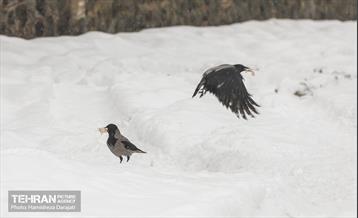 روایت مه‌و‌برف در بوستان سنگی تهران  42
