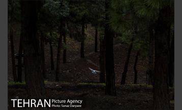 طبیعت بهاری پارک جنگلی لویزان‎  16