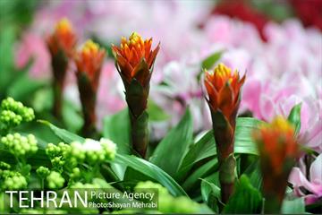 شانزدهمین نمایشگاه بین المللی گل و گیاه تهران - 2 50