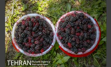 فصل برداشت توت از باغات سولقان 12