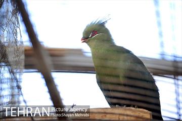 باغ پرندگان تهران 37
