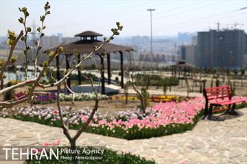 باغ گل لاله های ایرانی در بوستان آبشار تهران‎ 4