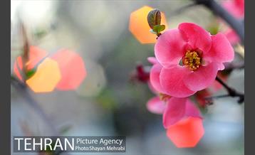 شکوفه های بهاری در پایتخت 15