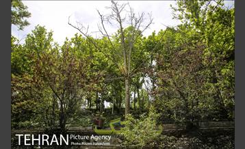 بوستان ساعی 21