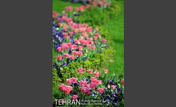 رویش گل های لاله در پارک شهر 13