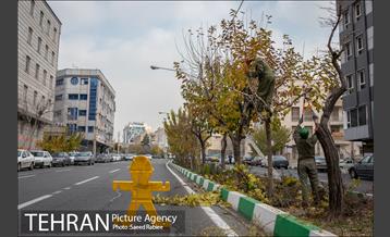 آغاز فصل هرس درختان 5