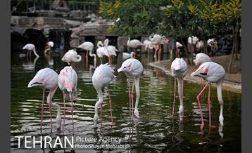 باغ پرندگان تهران 58