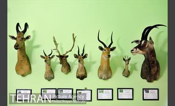 موزه حیات وحش هفت چنار 6