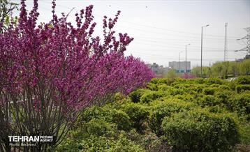 هوای بهاری منطقه 5 35