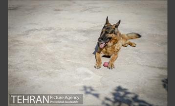 سگ های آنست 22