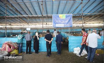 بازدید از مرکز عرضه بهداشتی دام ویژه عید قربان 15