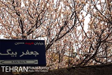 وردیج ، دنیایی از زیبایی 16