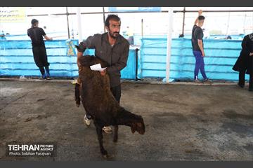 مرکز عرضه دام بهداشتی به مناسبت عید قربان 29
