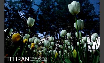 پیاده راه لاله مادران 11