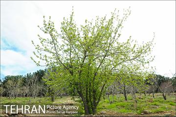 طبیعت بهاری بوستان سرخه حصار‎ 3