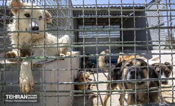 مهربانی با سگ های بدون صاحب 33