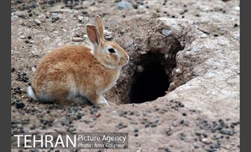 پاییز در میشه زار بوستان جنگلی چیتگر 10