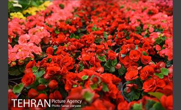 شانزدهمین نمایشگاه گل و گیاه تهران 11