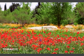 طبیعت بهاری در باغ ملی گیاهشناسی ایران 12