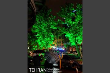 نورپردازی درختان بلوار میرداماد 6