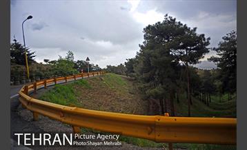 پارک جنگلی لویزان‎ 37