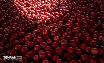 یـاقوت سرخ  32