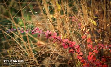 گذرگاه های پاییزی پایتخت - منطقه 5