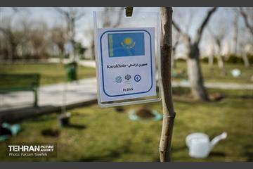 آیین درختکاری در منطقه‌5 31