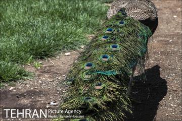 باغ پرندگان تهران 38