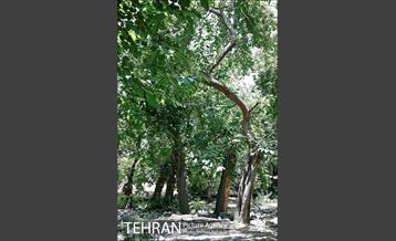 توتستان های طرشت، طعم شیرین طهران قدیم 7