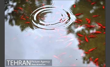 باغ نگارستان 8