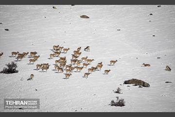 حیات وحش تهران  52