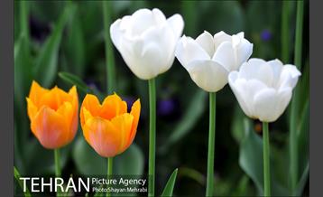 رویش گل های لاله در بوستان ملت 29