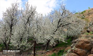طبیعت بهاری روستای سنگان 7