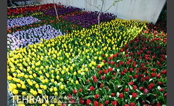 پیاده راه لاله مادران 39