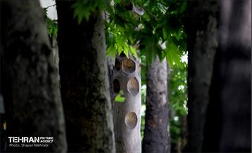 جان دوباره در درختستان 1