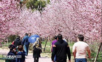 شکوفه‌های بهاری در بوستان سمن‌ها 10